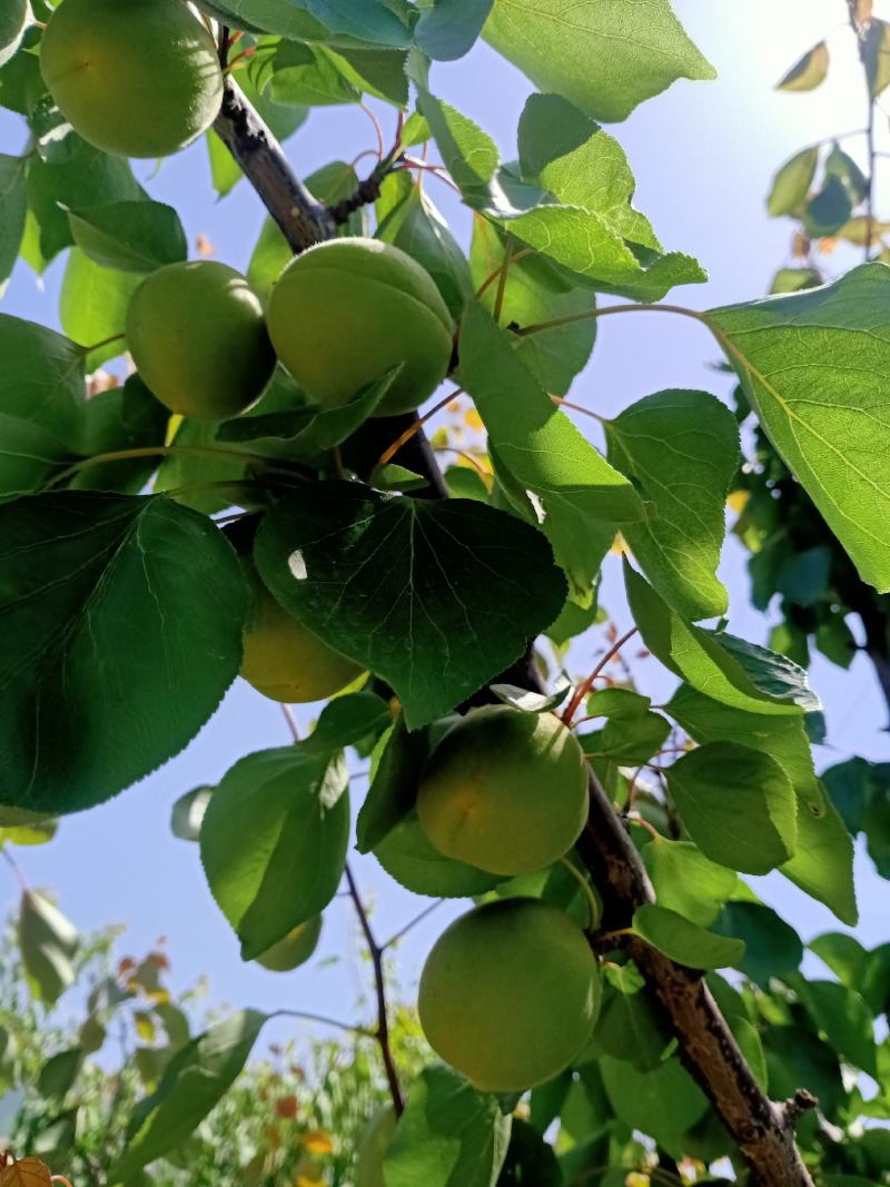 金太阳杏己开始成熟