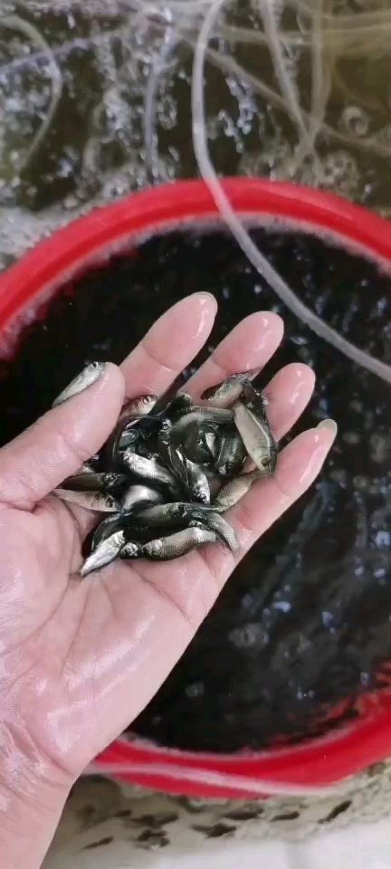 大量出鲫鱼苗黄骨鱼鱼苗草鱼苗