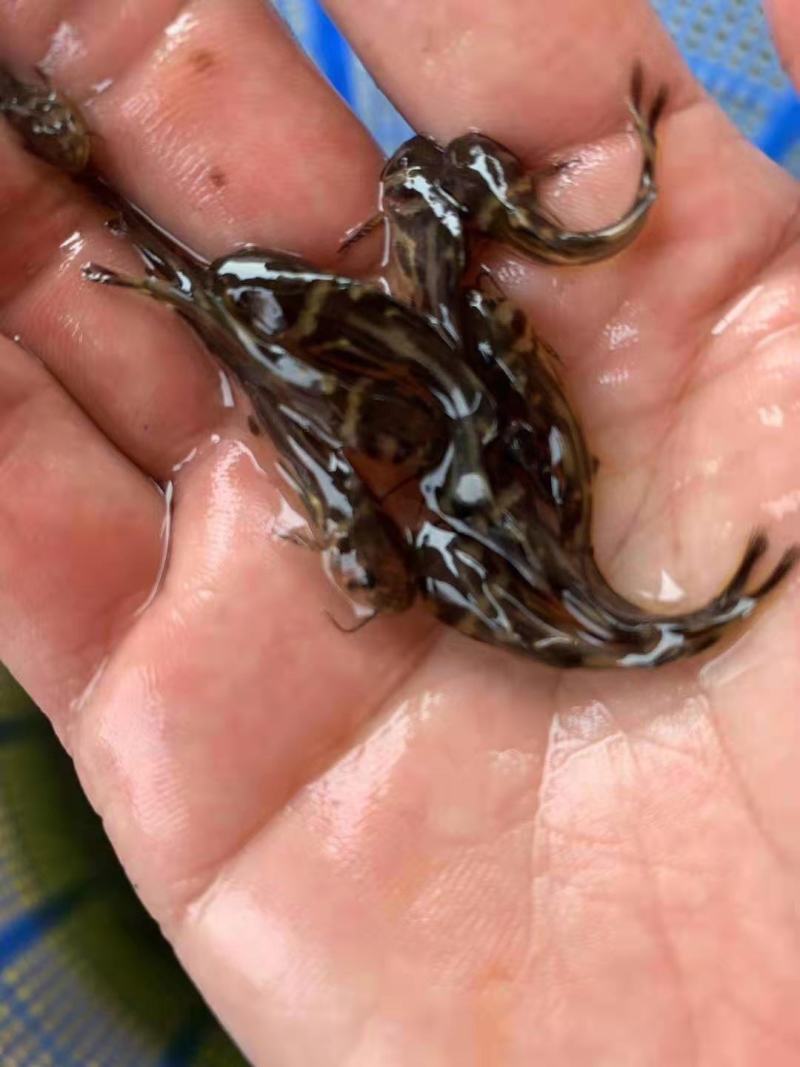 大量出鲫鱼苗黄骨鱼鱼苗草鱼苗