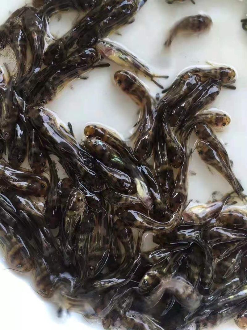 大量出鲫鱼苗黄骨鱼鱼苗草鱼苗