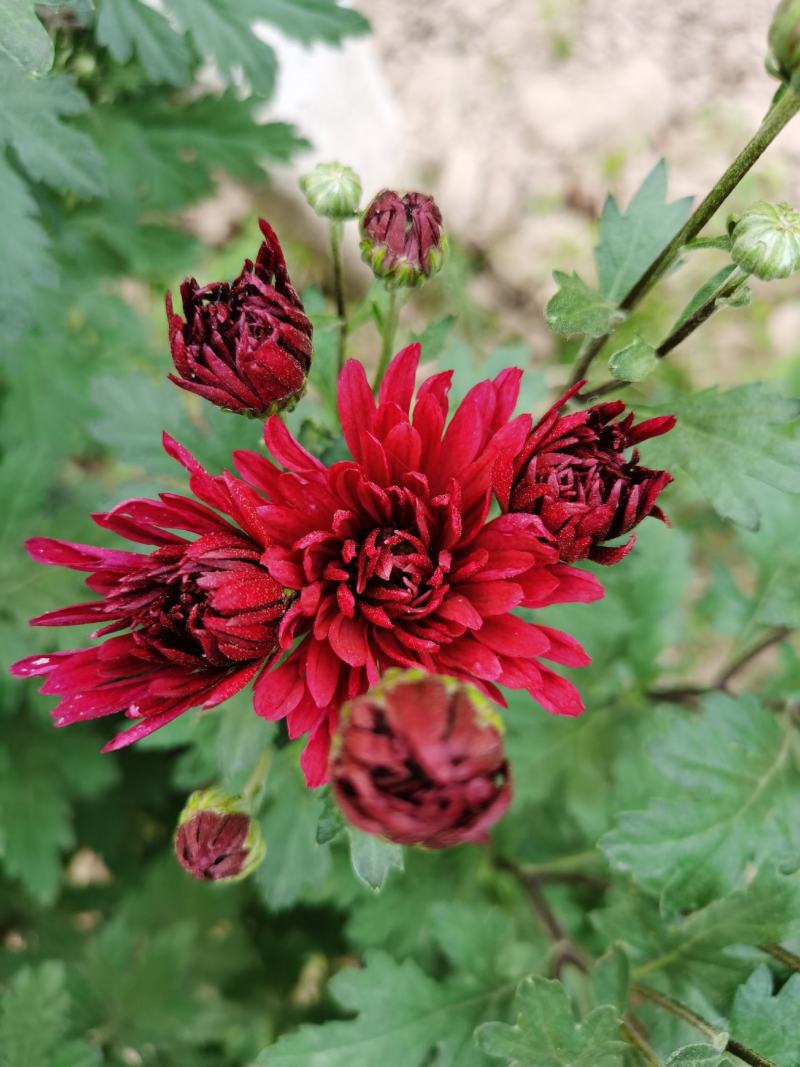 菊苗菊花苗多季开花现挖现发保湿邮寄圣丰基地直供