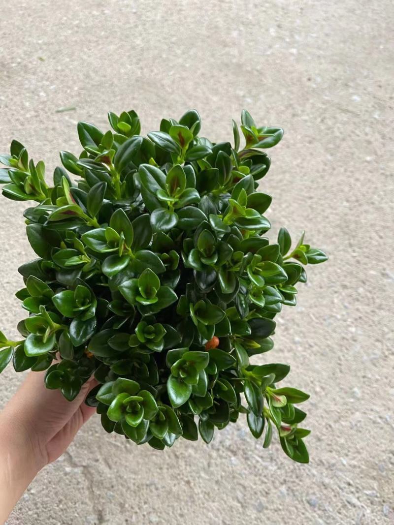 加仑盆金鱼花盆栽盆景