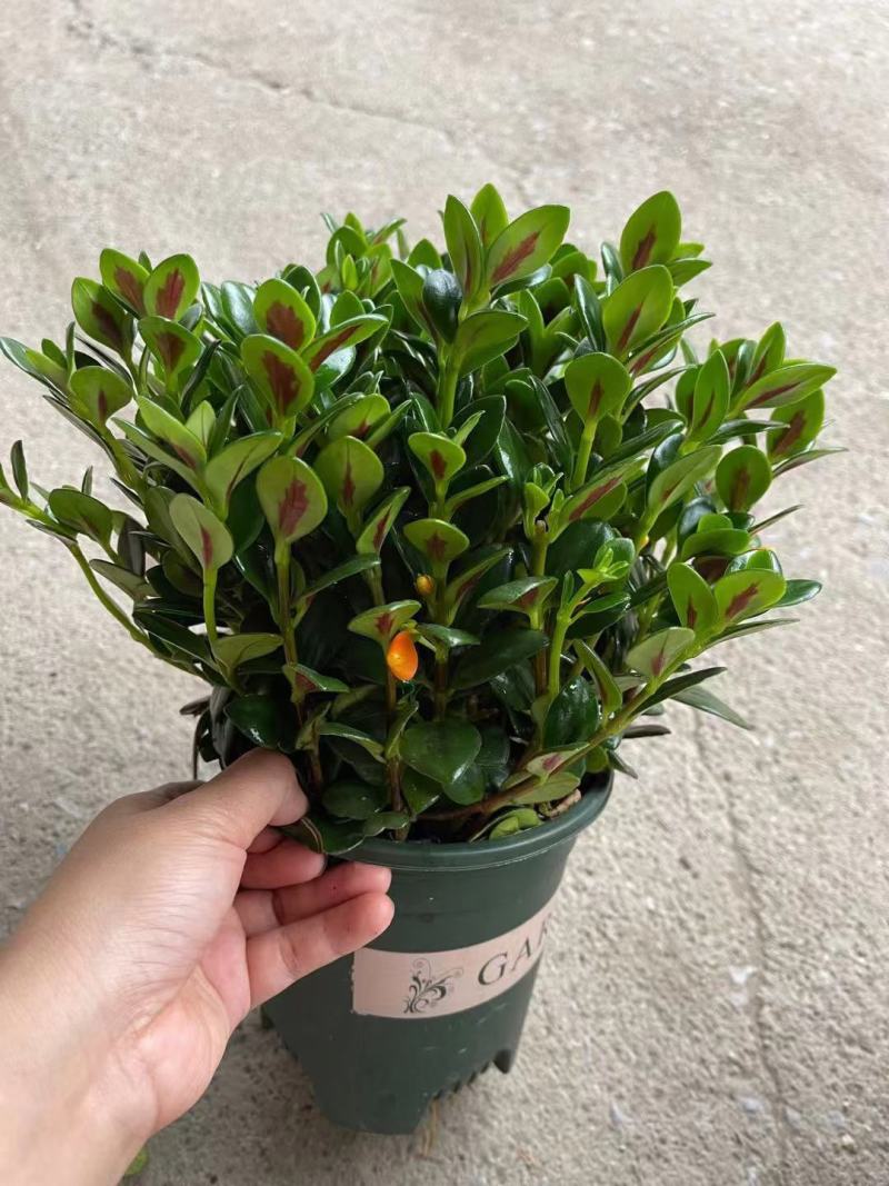 加仑盆金鱼花盆栽盆景