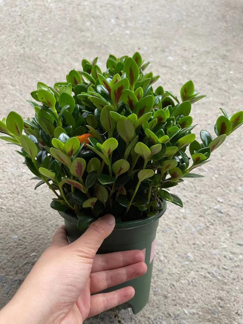 加仑盆金鱼花盆栽盆景