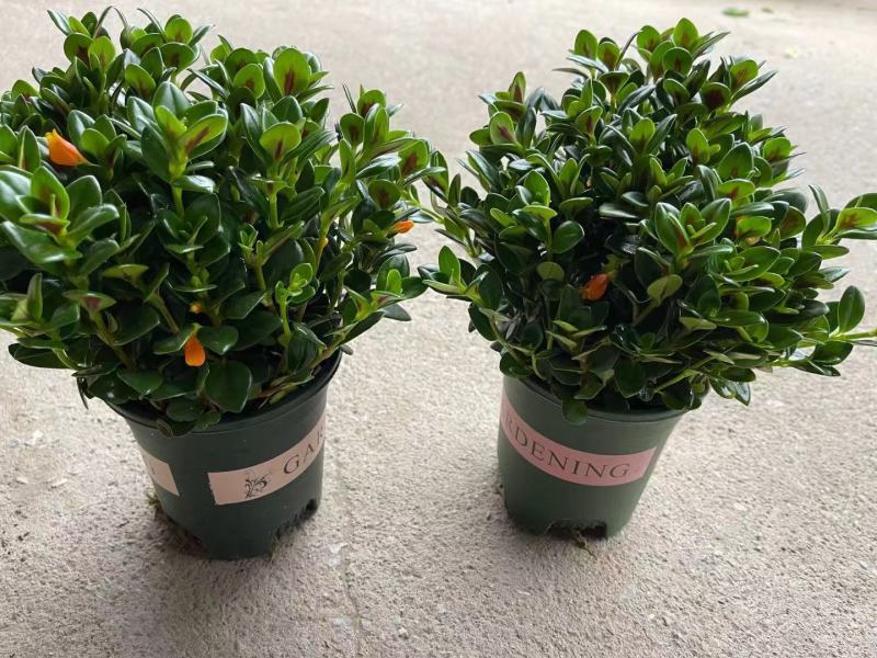 加仑盆金鱼花盆栽盆景