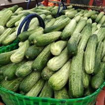 燕白黄瓜通货大量上市，0.3元1斤欢迎老板来订购