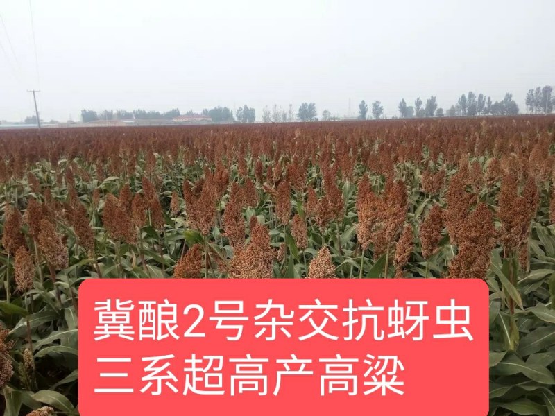 酿酒糯高粱,冀酿2号杂交超高产高粱种子,矮秆三系制种抗蚜