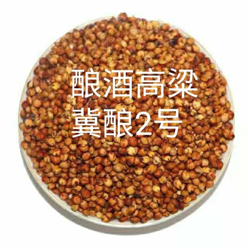 酿酒糯高粱,冀酿2号杂交超高产高粱种子,矮秆三系制种抗蚜
