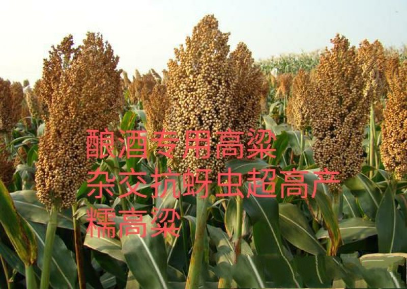 酿酒糯高粱,冀酿2号杂交超高产高粱种子,矮秆三系制种抗蚜