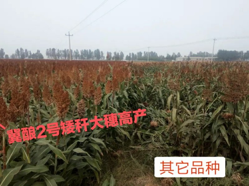 酿酒糯高粱,冀酿2号杂交超高产高粱种子,矮秆三系制种抗蚜