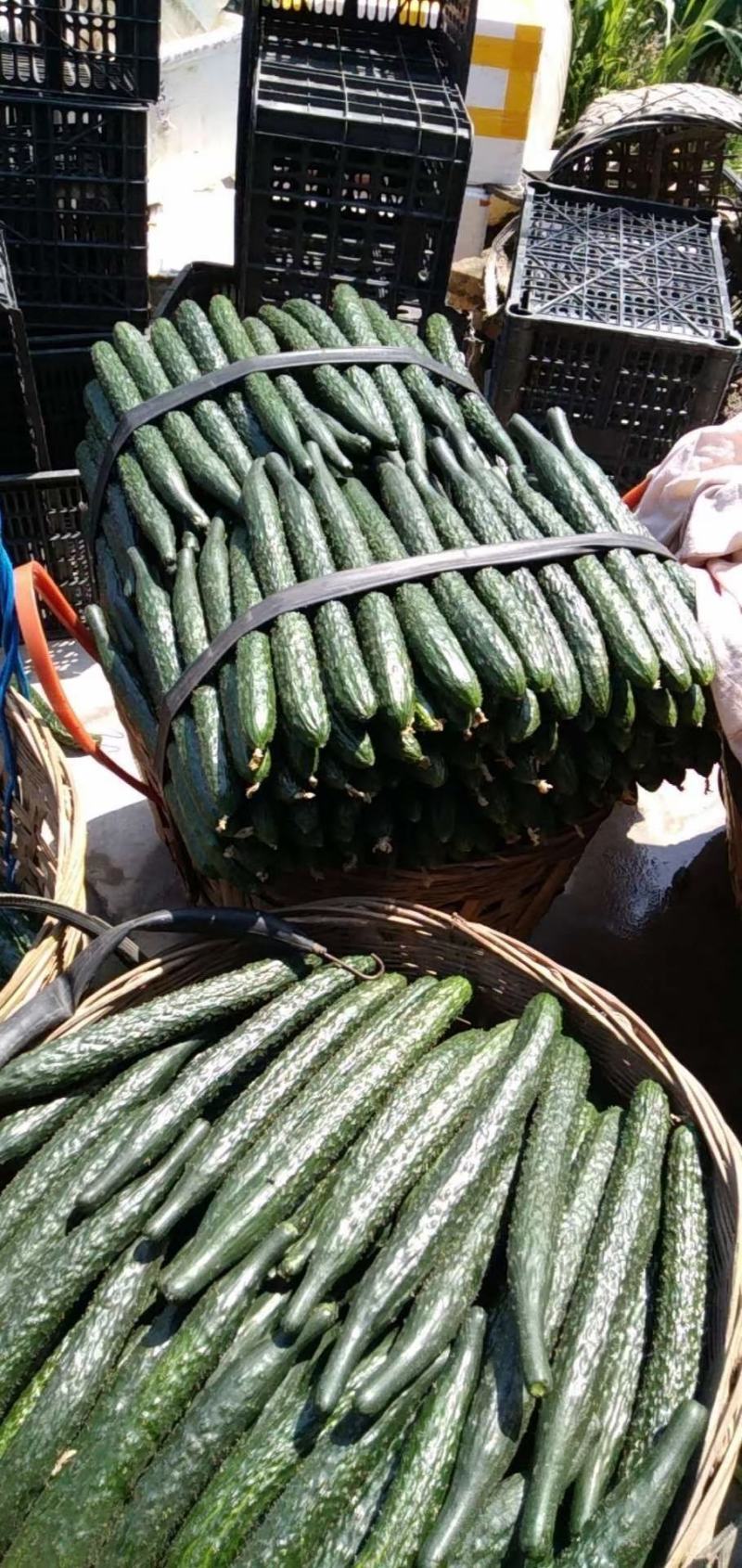 广西育苗基地直销，品质保证，黄瓜精品质嫁接苗出售