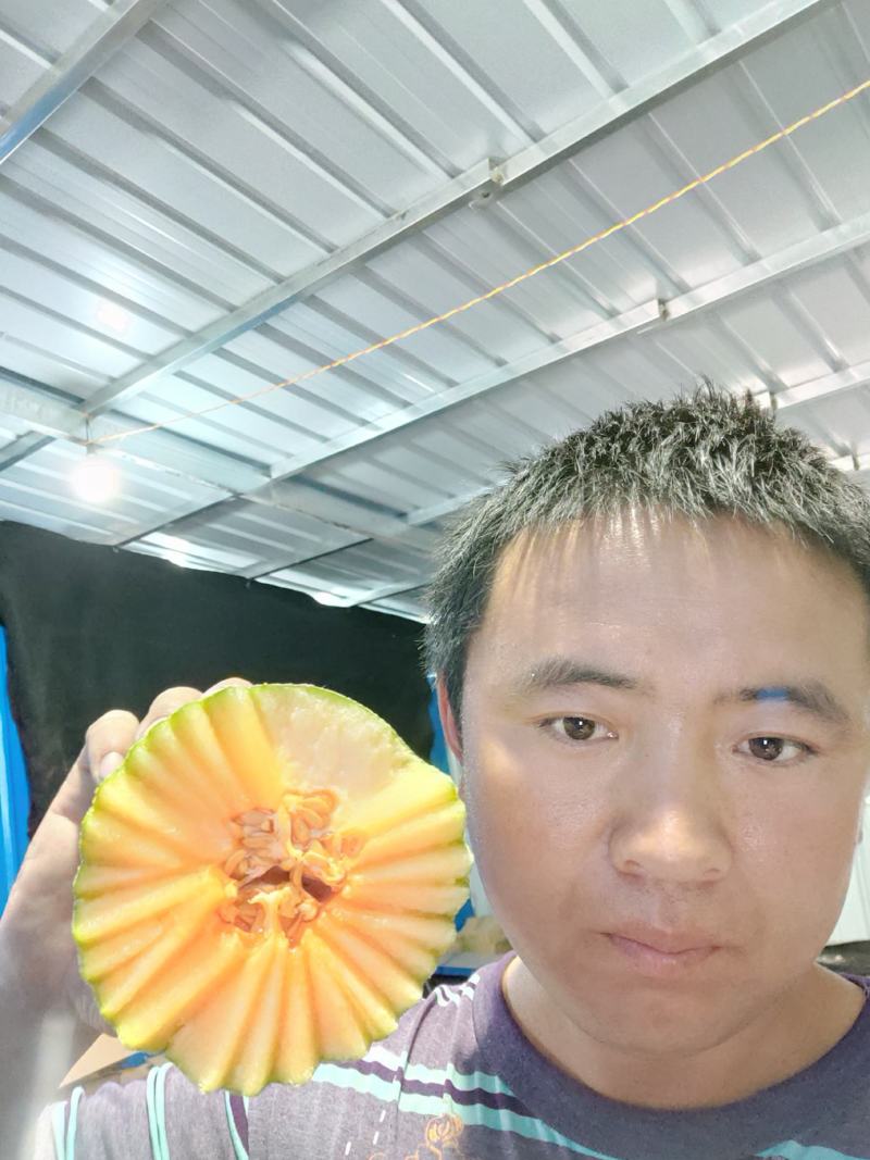 晓蜜25西洲蜜二五山东甜瓜，价格便宜，脆甜爽口，耐运输