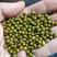 缅甸绿豆，大产区优质明绿豆，抛光筛选3.0-4.0