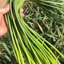 蒜苔红帽蒜苔鲜绿冷库