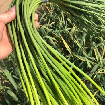 蒜苔红帽蒜苔鲜绿冷库