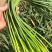 蒜苔红帽蒜苔鲜绿冷库