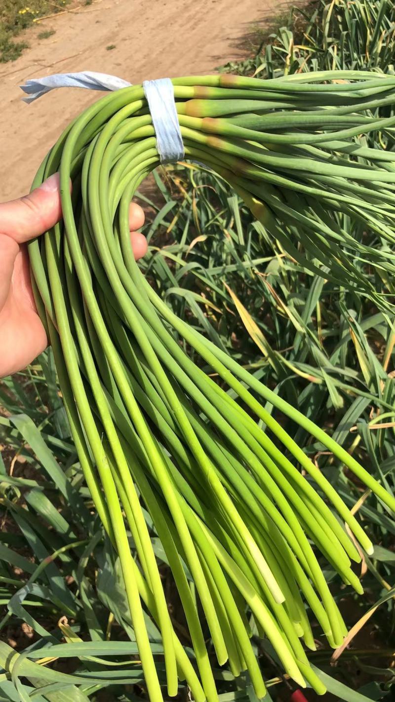 蒜苔红帽蒜苔鲜绿冷库