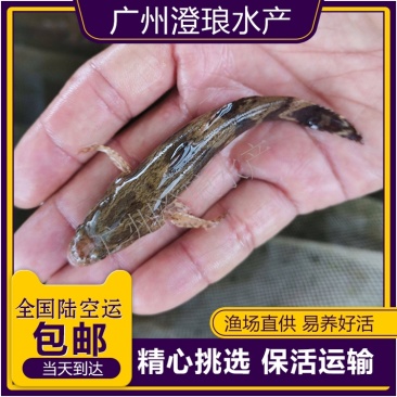 优质笋壳鱼苗淡水养殖鱼苗云斑尖塘鳢鱼苗