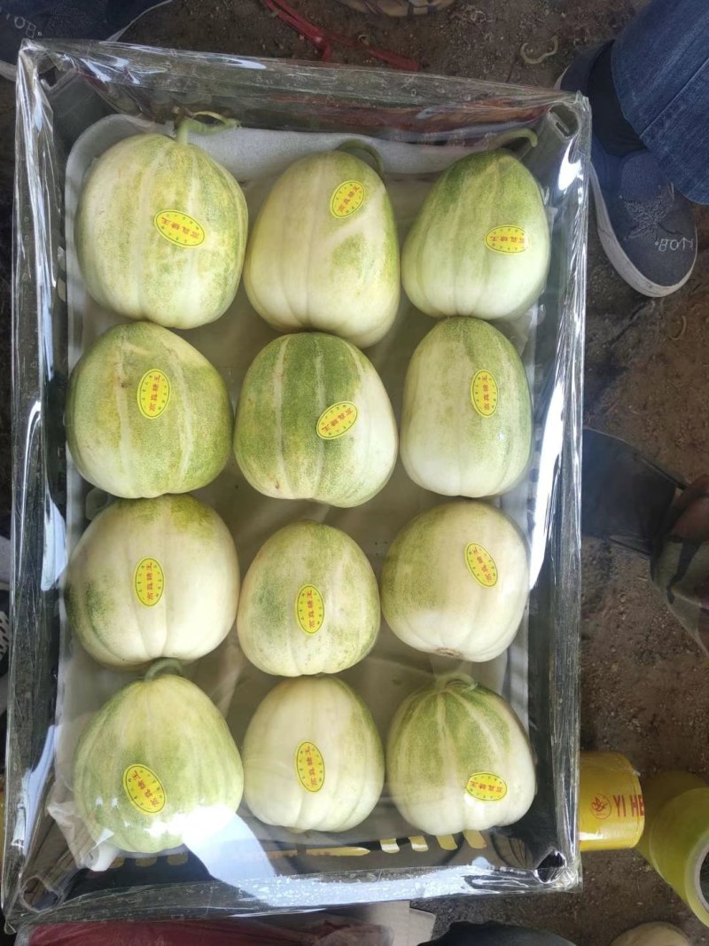 辽宁凌海精品京密香瓜大量上市，欢迎各地老板前来采购！