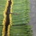 【丝瓜】连云港鲜花丝瓜，大量现货基地直供想要的欢迎咨询合