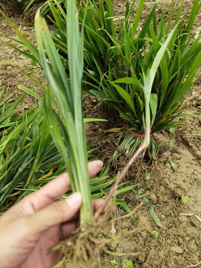 绿化吉祥草，吉祥草大量供应
