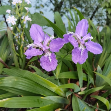 鸢尾花绿化用苗