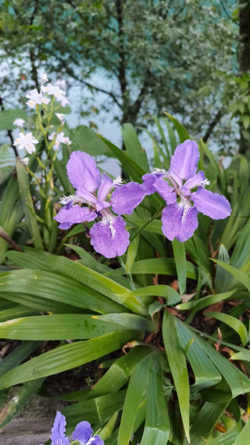 鸢尾花绿化用苗