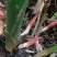 洋火姜阳荷阳荷阳荷姜新鲜洋荷阳荷笋