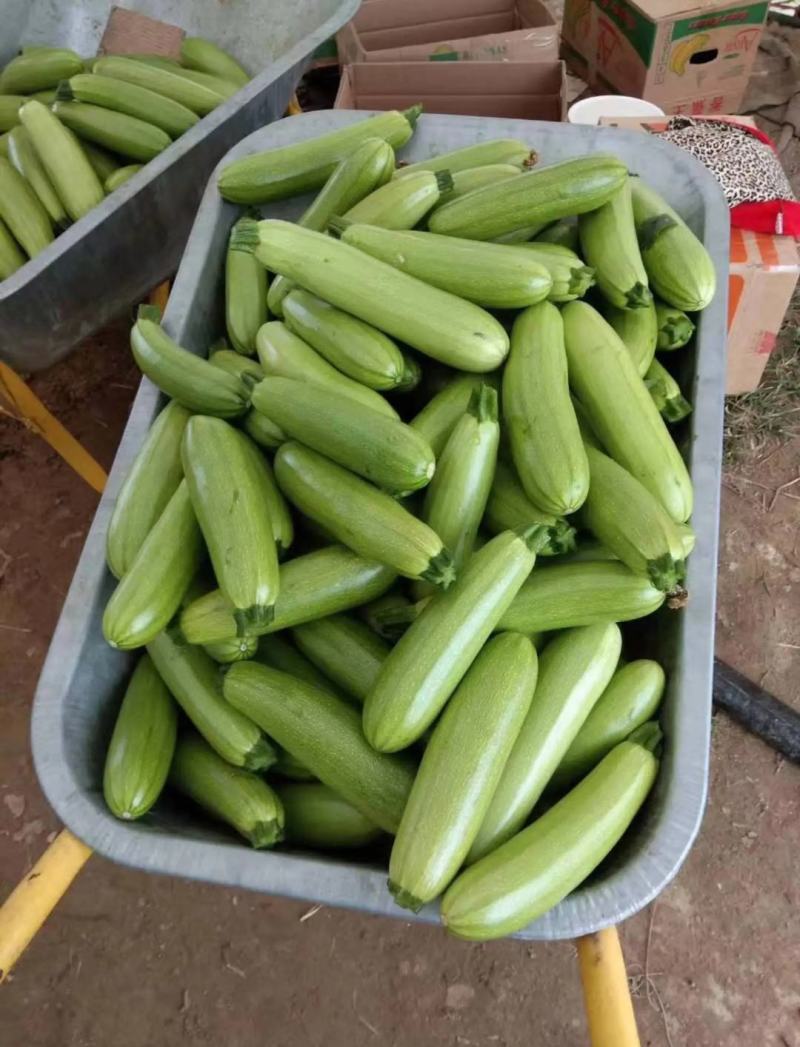 【绿皮西葫芦】江苏西葫芦常年供应可视频看货品质保证