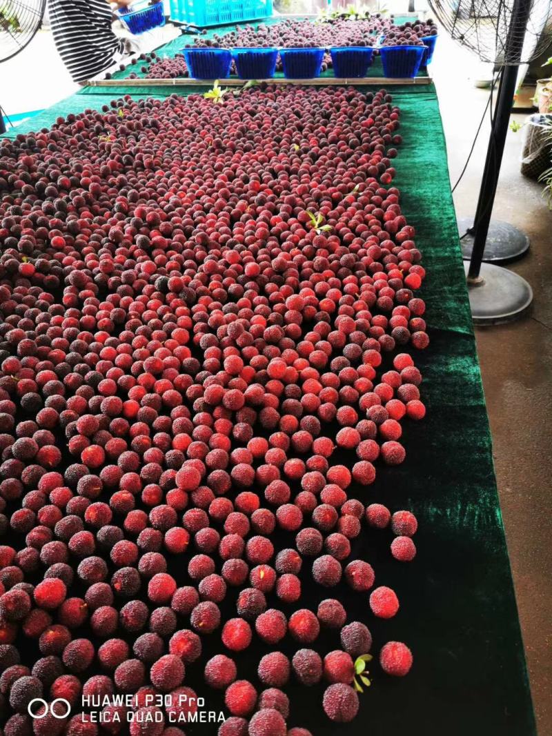 大量低价供货、基地直销、一手货源、全国真发货、货源充足）