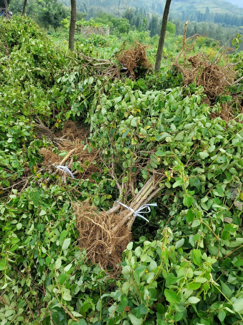 金银花苗80cm以上，自己家育苗成活率高