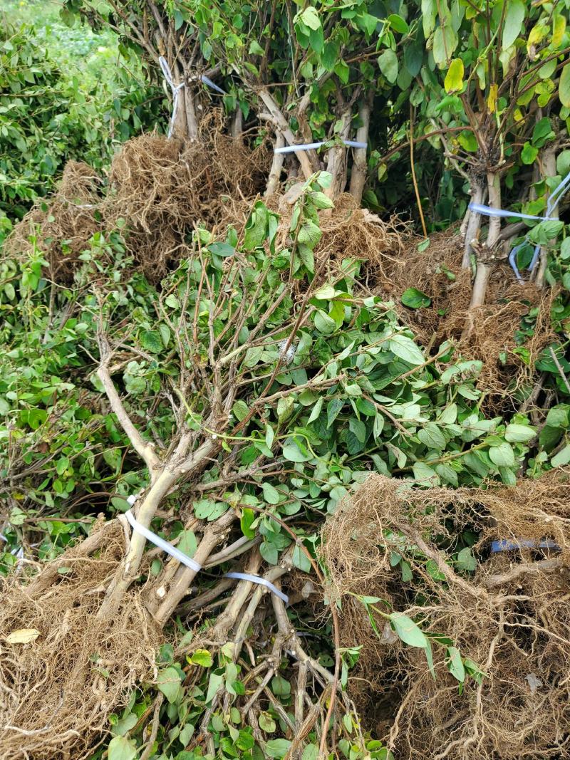 金银花苗80cm以上，自己家育苗成活率高