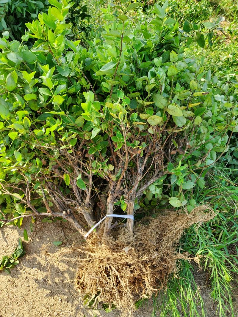 金银花苗80cm以上，自己家育苗成活率高
