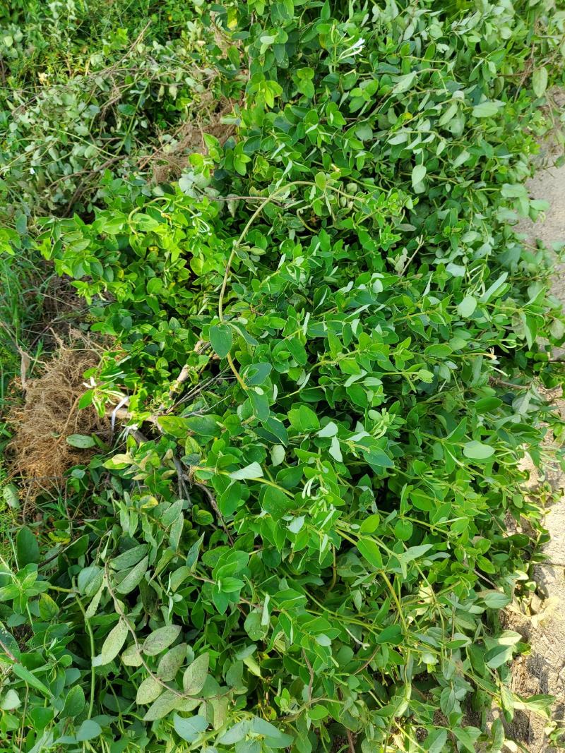 金银花苗80cm以上，自己家育苗成活率高