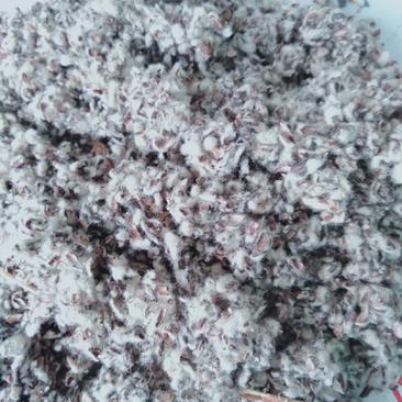 供应优质棉籽壳量大从优，中壳中绒食用菌用