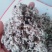 供应优质棉籽壳量大从优，中壳中绒食用菌用