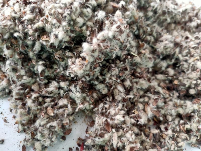 大量供应棉籽壳优质棉籽壳，蘑菇食用菌栽培