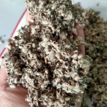 大量供应棉籽壳优质棉籽壳，蘑菇食用菌栽培