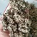 大量供应棉籽壳优质棉籽壳，蘑菇食用菌栽培
