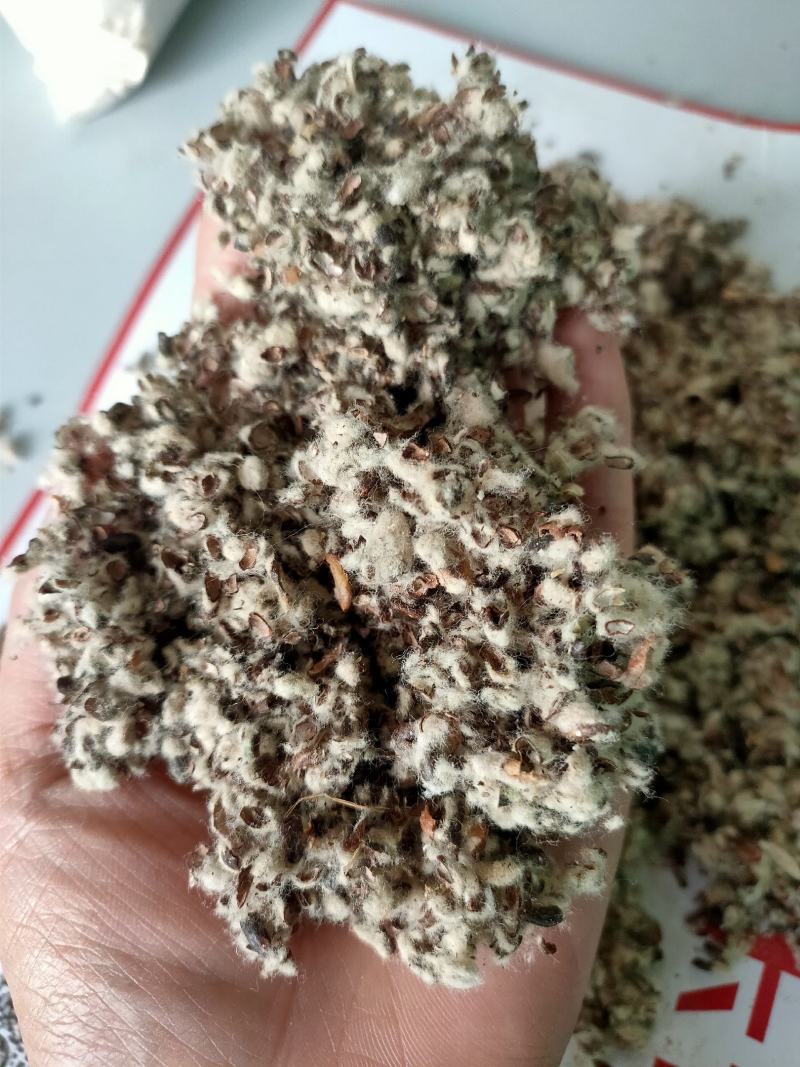 大量供应棉籽壳优质棉籽壳，蘑菇食用菌栽培
