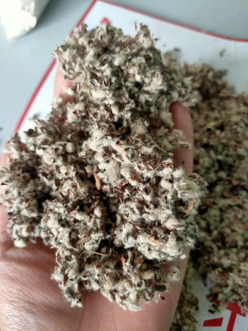 大量供应棉籽壳优质棉籽壳，蘑菇食用菌栽培