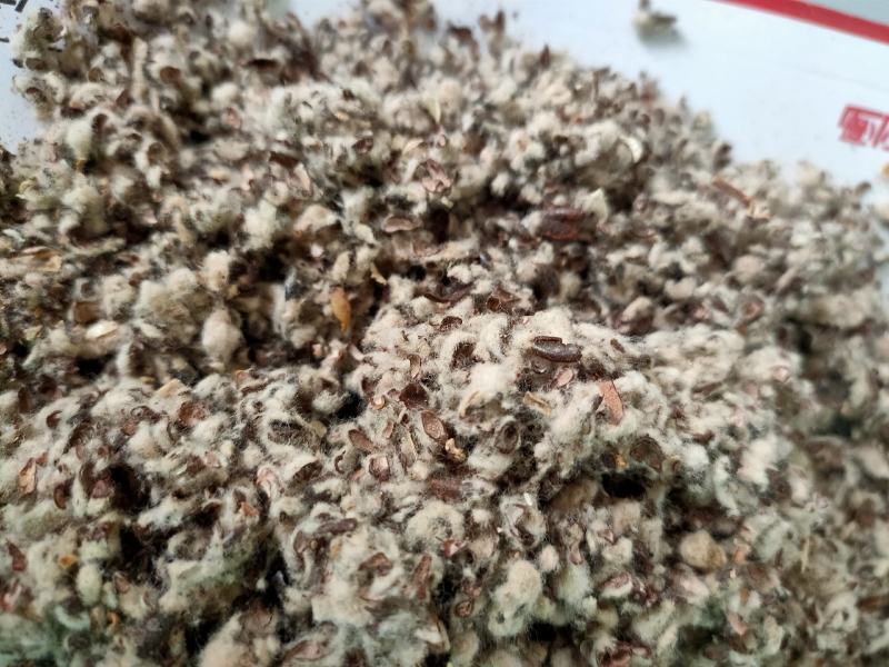 大量供应棉籽壳优质棉籽壳，蘑菇食用菌栽培