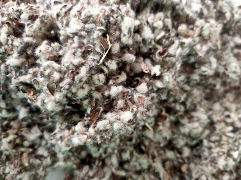 大量供应棉籽壳优质棉籽壳，蘑菇食用菌栽培