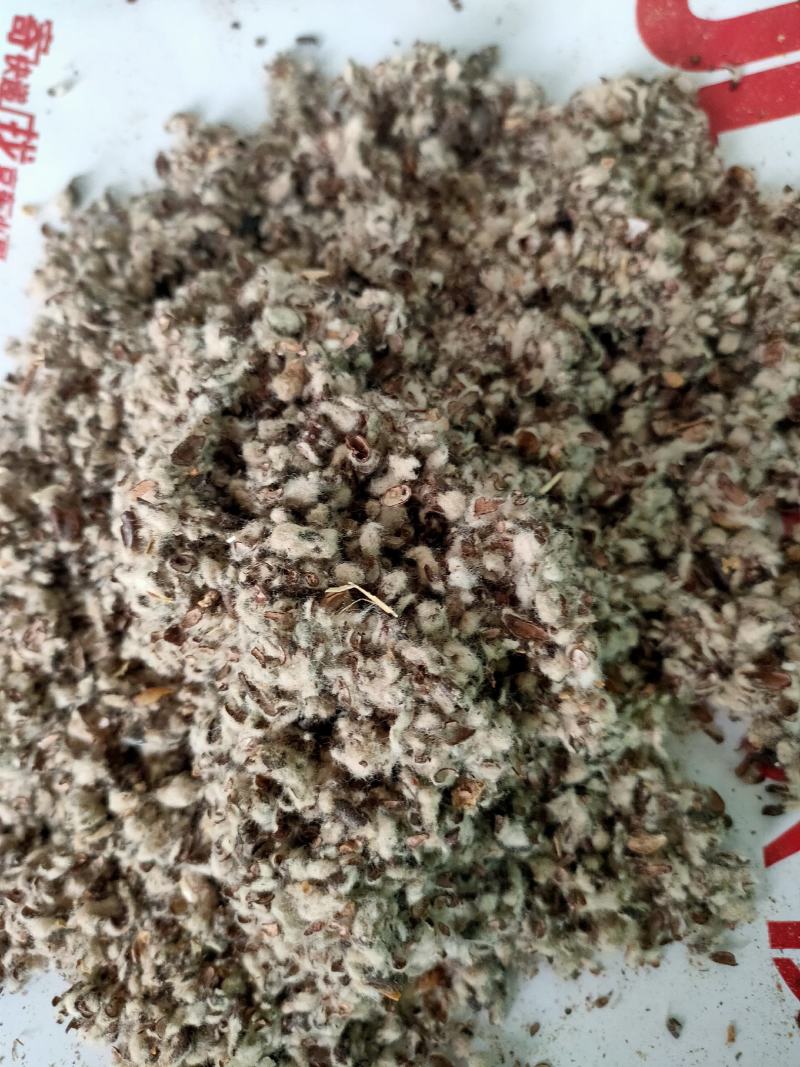 大量供应棉籽壳优质棉籽壳，蘑菇食用菌栽培