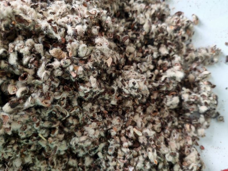 大量供应棉籽壳优质棉籽壳，蘑菇食用菌栽培