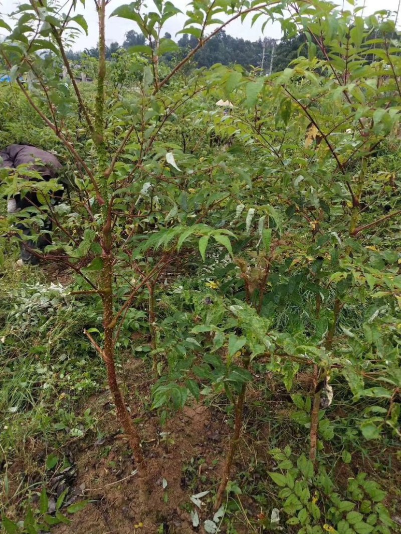 刺嫩芽，，基地直供，不零售