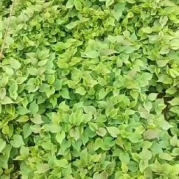 脱毒红薯苗，番薯苗，红薯种苗，秦薯五号种苗，板栗香薯种苗