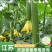 【丝瓜】连云港鲜花丝瓜，大量现货基地直供想要的欢迎咨询合