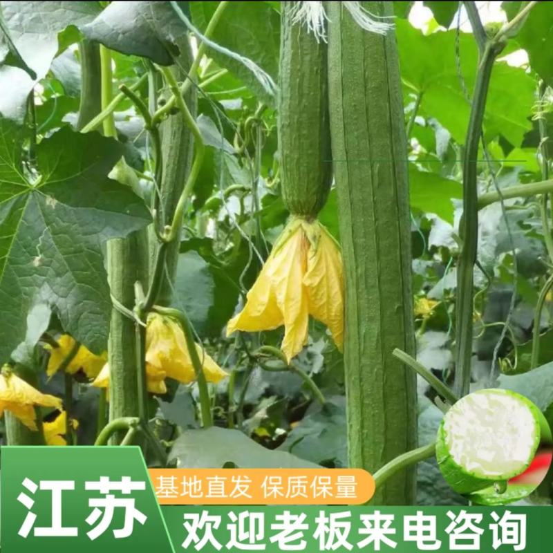 【丝瓜】连云港鲜花丝瓜，大量现货基地直供想要的欢迎咨询合