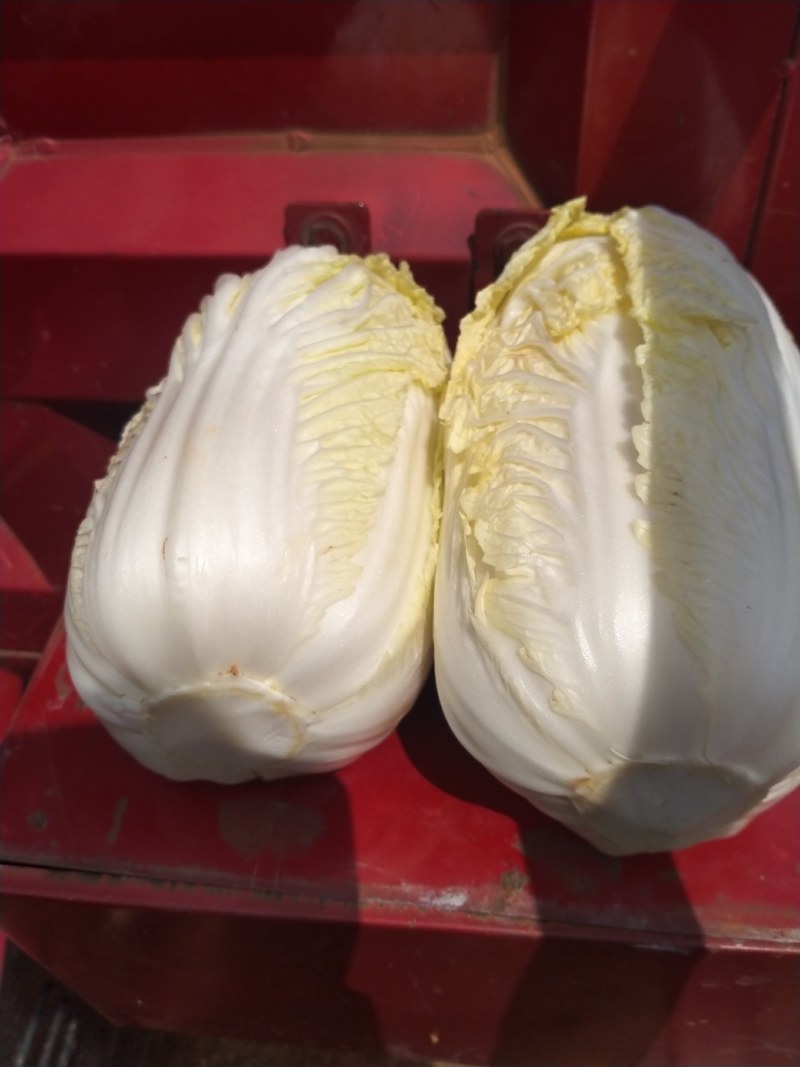 现货精品娃娃菜可各种规格随时上车现货有20吨左右